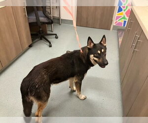 German Shepherd Dog-Unknown Mix Dogs for adoption in Baytown, TX, USA