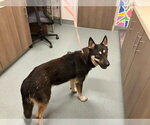 Small German Shepherd Dog Mix
