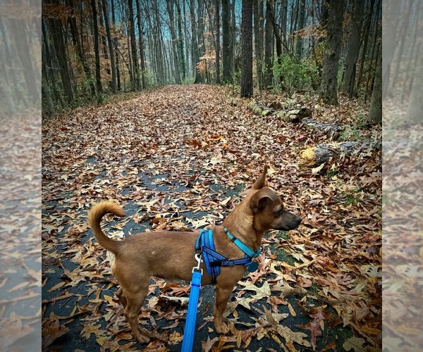 Medium Photo #7 Dachshund-Unknown Mix Puppy For Sale in Arlington, VA, USA