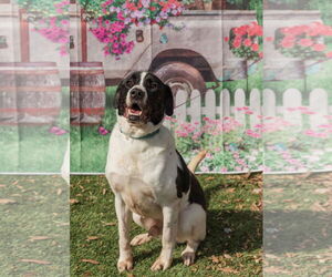 Mickey - Male Labrador Retriever-Treeing Walker Coonhound Mix Dog for Adoption - Photo #2