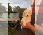Small Photo #4 Pyredoodle Puppy For Sale in PAULDING, OH, USA