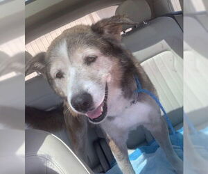 Patch - Male Siberian Husky-Unknown Mix Dog for Adoption - Photo #22