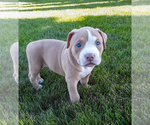 Puppy Zeus American Bully