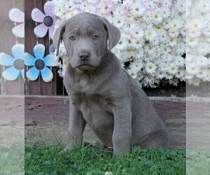 Labrador Retriever Puppy for sale in FREDERICKSBG, OH, USA