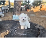 Puppy 2 Maltese