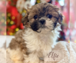 Small #2 Shih Tzu