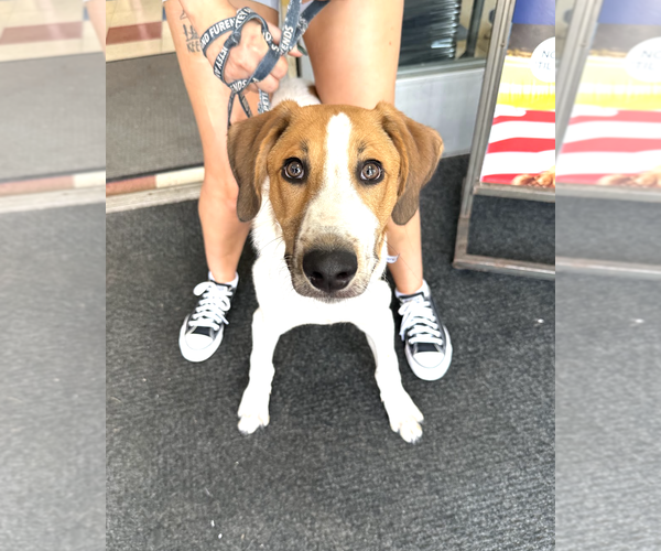 Medium Photo #7 Collie-Unknown Mix Puppy For Sale in Rockville, MD, USA