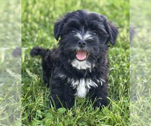 Morkie Puppy for sale in ROCK STREAM, NY, USA