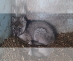 Small Photo #5 Wolf Hybrid Puppy For Sale in DALTON, OH, USA