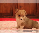 Small Photo #1 Pembroke Welsh Corgi Puppy For Sale in FORT MADISON, IA, USA