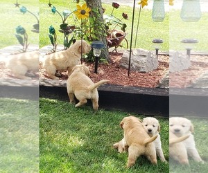 Golden Retriever Puppy for sale in WISCONSIN RAPIDS, WI, USA