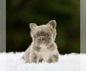 French Bulldog Puppy for sale in PHOENIX, AZ, USA