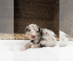Puppy Roan Australian Shepherd