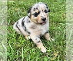 Small #1 Australian Shepherd