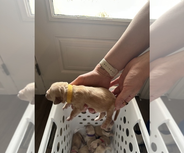 Medium Photo #4 Golden Retriever Puppy For Sale in SEVERANCE, CO, USA