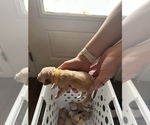 Small #3 Golden Retriever