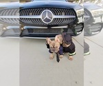Small #29 French Bulldog