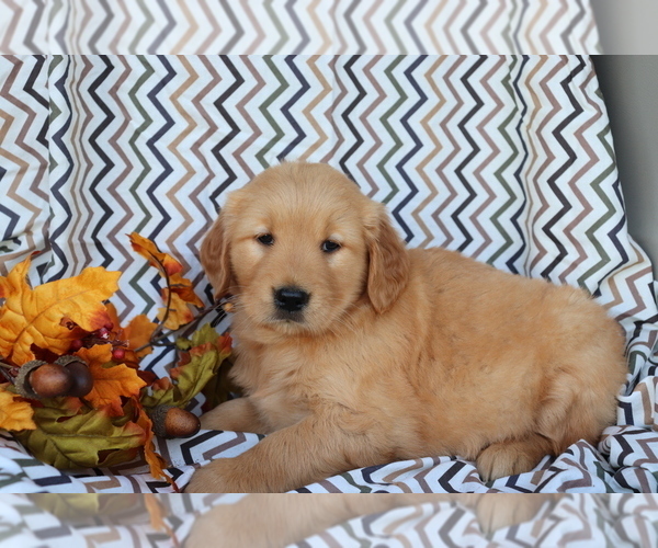 Medium Photo #2 Golden Retriever Puppy For Sale in SHILOH, OH, USA