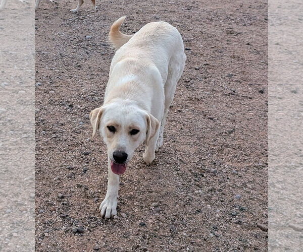 Medium Photo #3 Labrador Retriever Puppy For Sale in Williamsburg, NM, USA