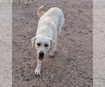 Small #2 Labrador Retriever