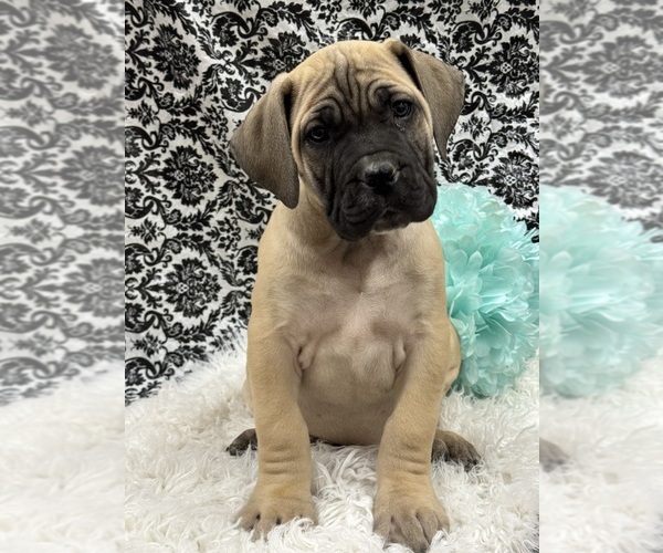 Medium Photo #1 Boerboel Puppy For Sale in QUAPAW, OK, USA