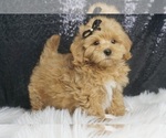 Puppy Eddie F1B Maltipoo