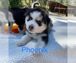 Pomsky Puppy for Sale in PRESCOTT, Arizona USA