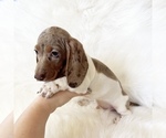 Small #4 Dachshund