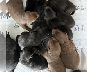 Labrador Retriever Puppy for sale in NEOLA, WV, USA