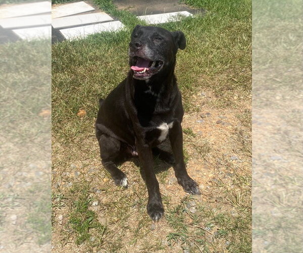 Medium Photo #2 Labrador Retriever-Unknown Mix Puppy For Sale in Bryant, AR, USA