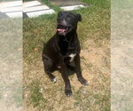 Small #1 Labrador Retriever Mix