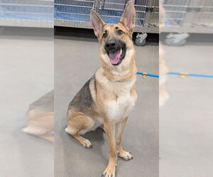 German Shepherd Dog Dogs for adoption in Forestville, MD, USA