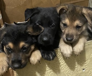 German Shepherd Dog Puppy for sale in PLANT CITY, FL, USA