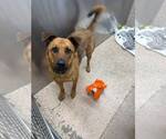 Small German Shepherd Dog Mix