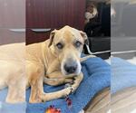 Small #1 Labrador Retriever