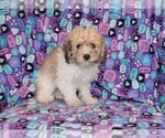 Small Photo #1 Zuchon Puppy For Sale in BLOOMINGTON, IN, USA