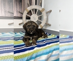 Bernedoodle (Miniature) Puppy for sale in FRANKLIN, IN, USA