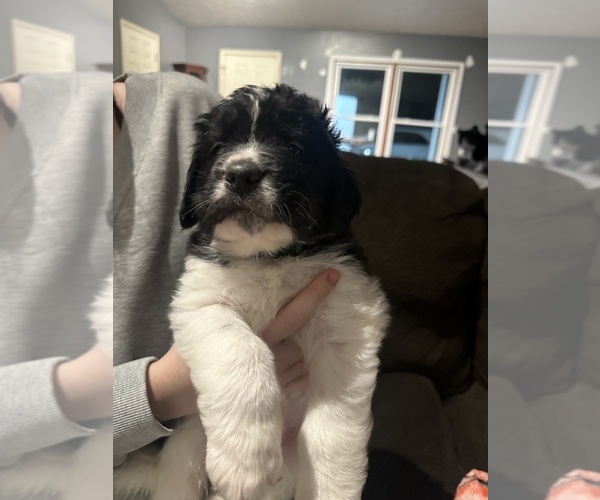 Medium Photo #9 Saint Bernewfie Puppy For Sale in HARTFORD CITY, IN, USA