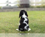 Small #5 Cavalier King Charles Spaniel