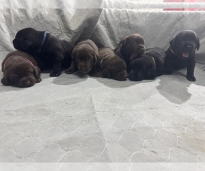 Labrador Retriever Puppy for sale in BRIDGEWATER, IA, USA
