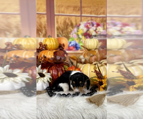 Medium Photo #7 Dachshund Puppy For Sale in RIPLEY, MS, USA