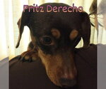 Small #13 Dachshund