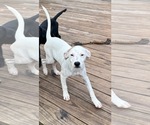 Small #2 Chihuahua Mix