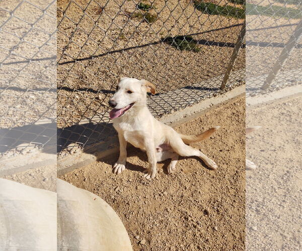 Medium Photo #5 Retriever -Unknown Mix Puppy For Sale in Maquoketa, IA, USA