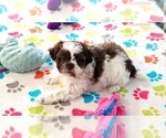 Small #9 ShihPoo
