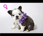 Small Photo #22 French Bulldog Puppy For Sale in HILLSBOROUGH, NJ, USA