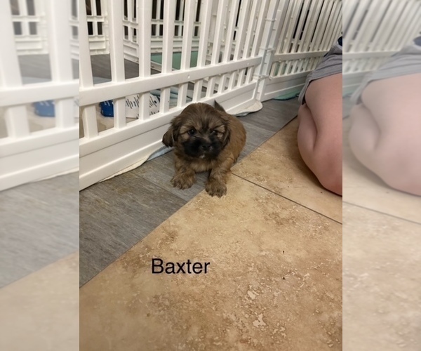 Medium Photo #88 Shih Apso Puppy For Sale in SCOTTSDALE, AZ, USA