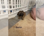 Small Photo #88 Shih Apso Puppy For Sale in SCOTTSDALE, AZ, USA