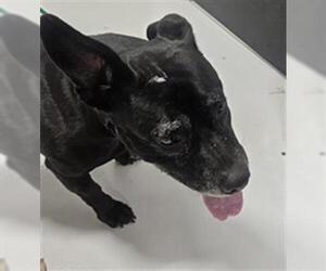 Mutt Dogs for adoption in Temple, TX, USA