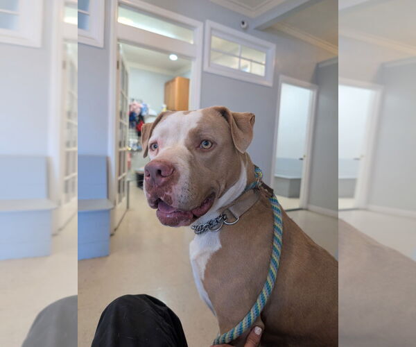 Medium Photo #8 American Staffordshire Terrier-Unknown Mix Puppy For Sale in Lake Forest, CA, USA